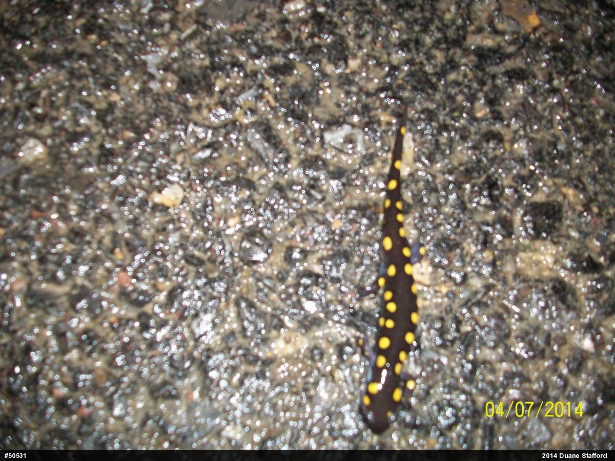 Spotted Salamander
