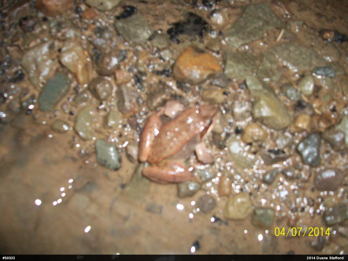 Wood Frog