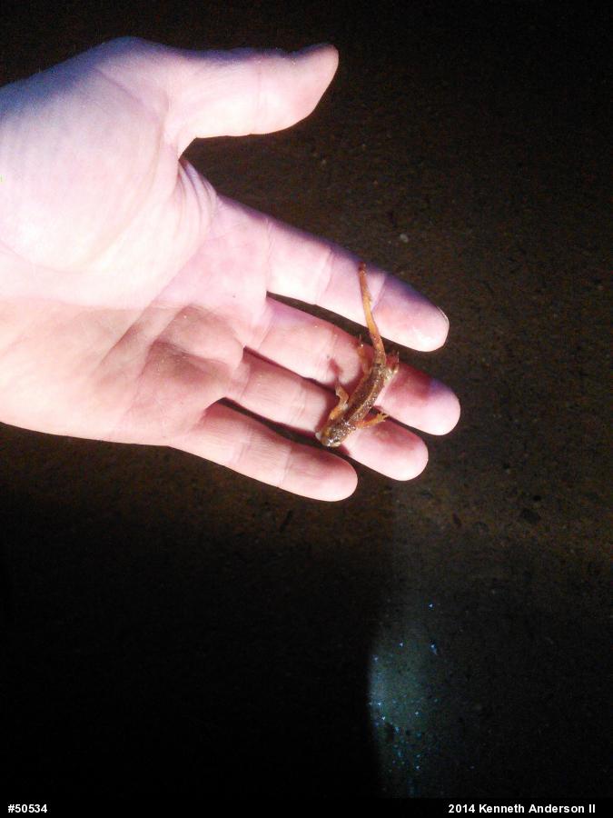 Red-spotted Newt