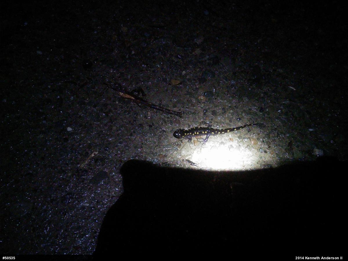 Spotted Salamander