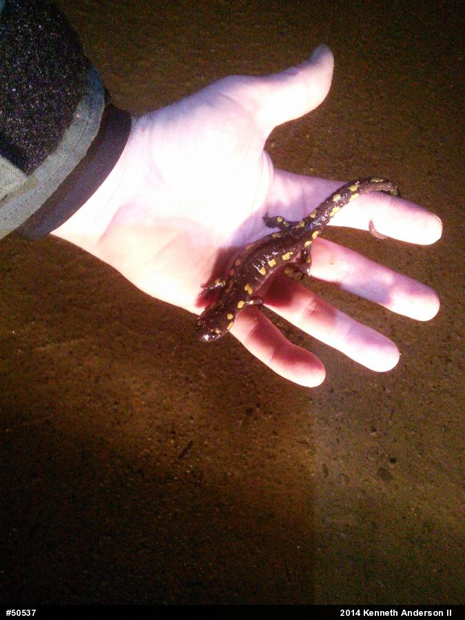 Spotted Salamander