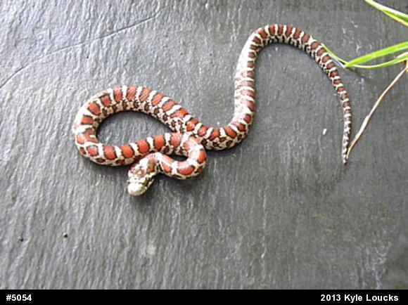Eastern Milksnake