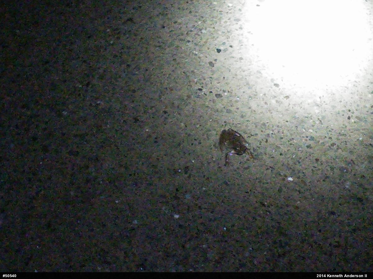 Spring Peeper