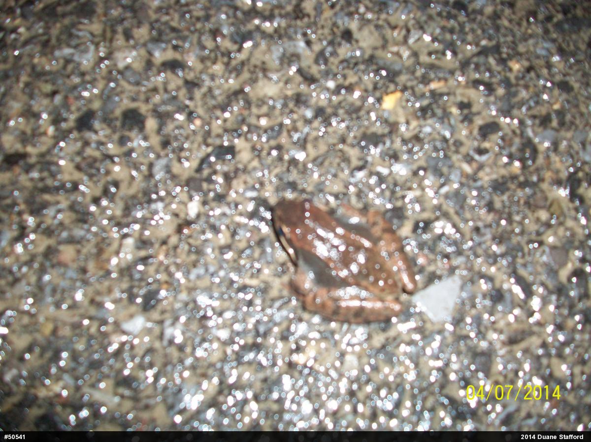 Wood Frog