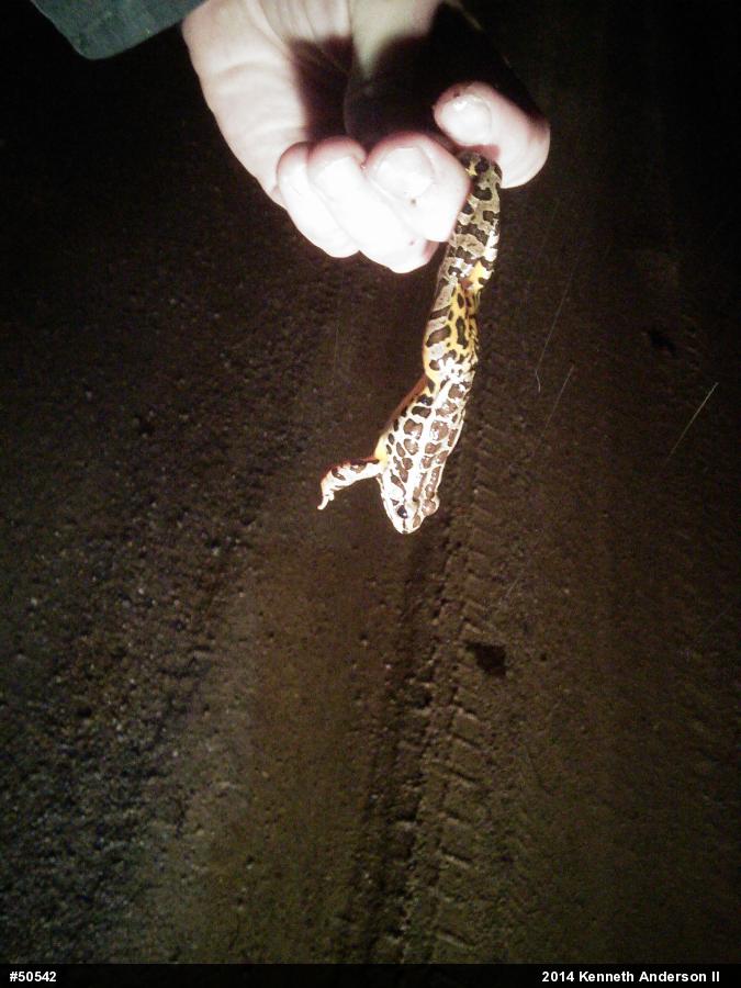 Pickerel Frog
