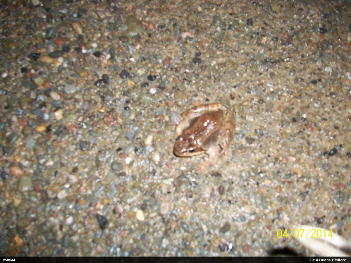 Wood Frog