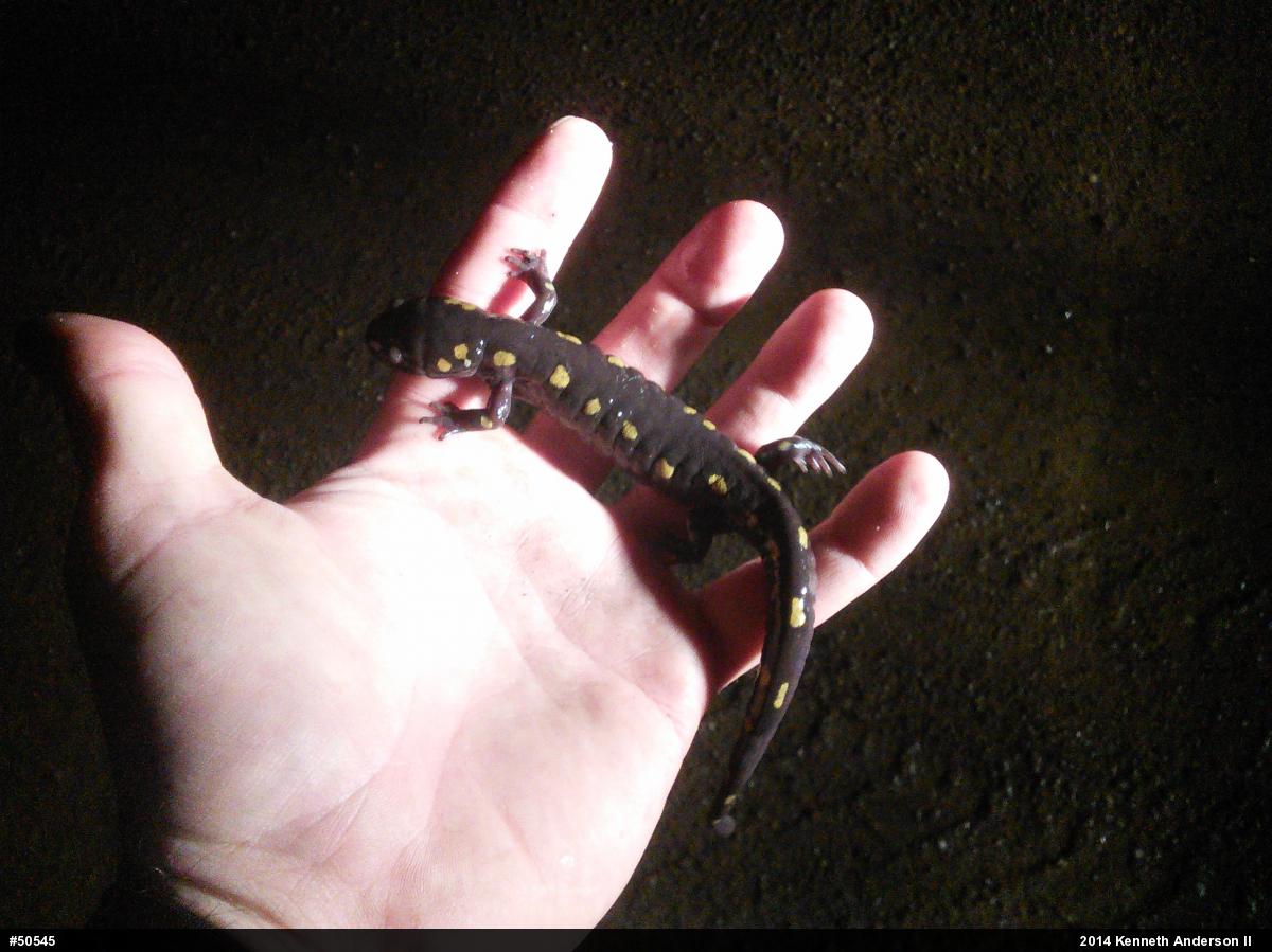 Spotted Salamander