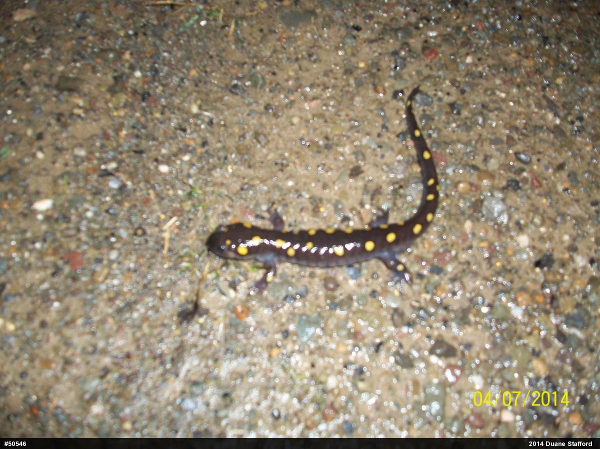 Spotted Salamander