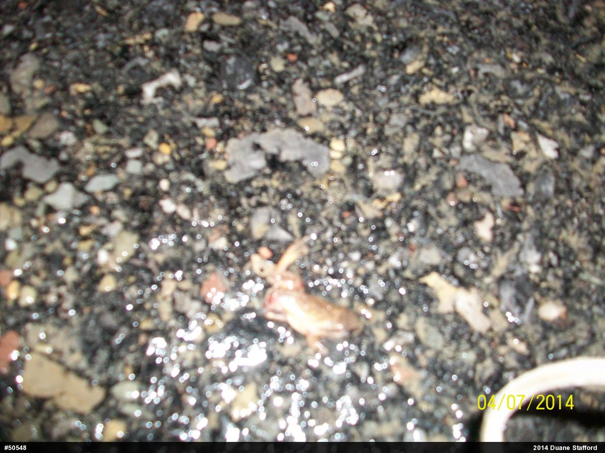 Spring Peeper