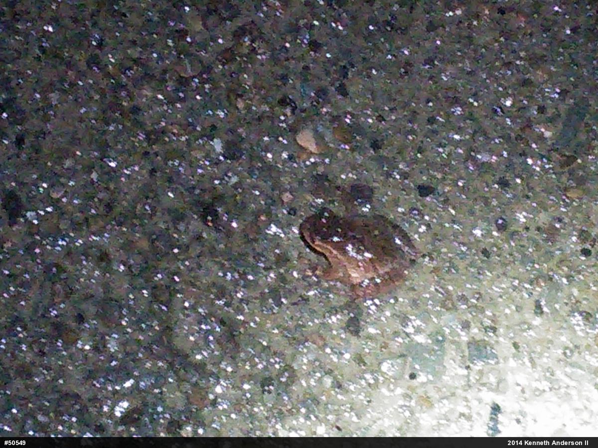 Spring Peeper