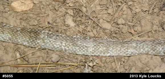 Eastern Milksnake