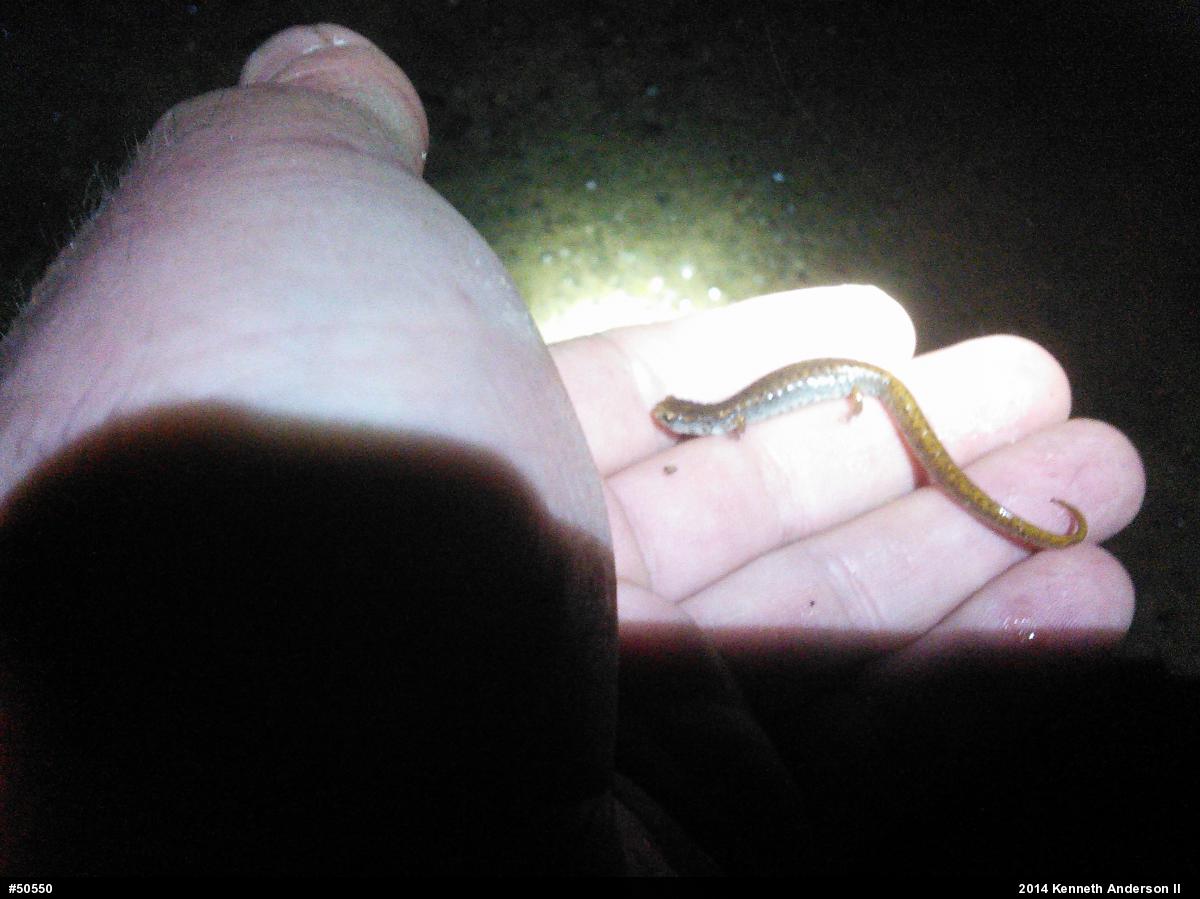 Four-toed Salamander