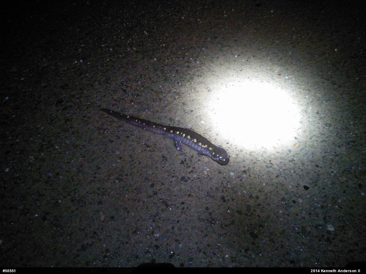 Spotted Salamander