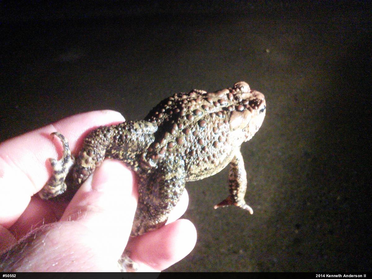Eastern American Toad