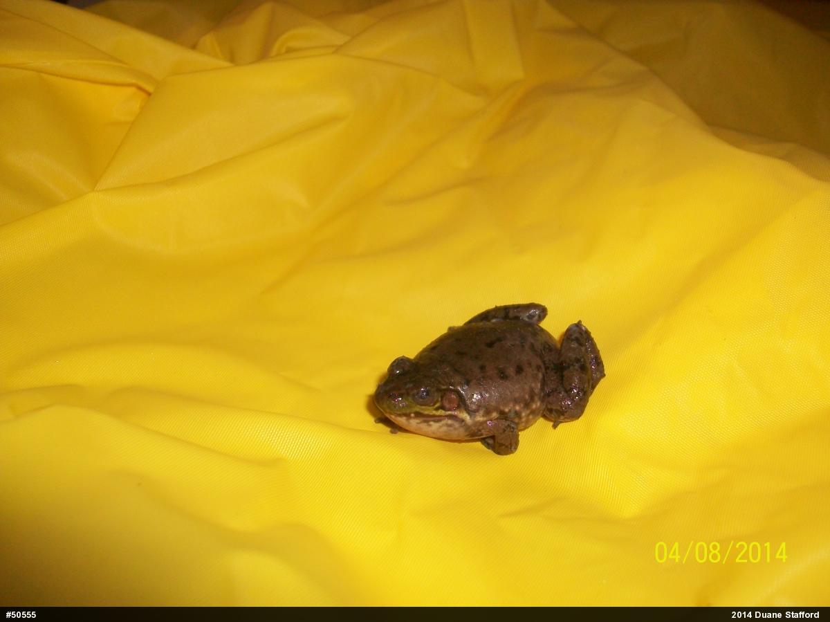 Green Frog