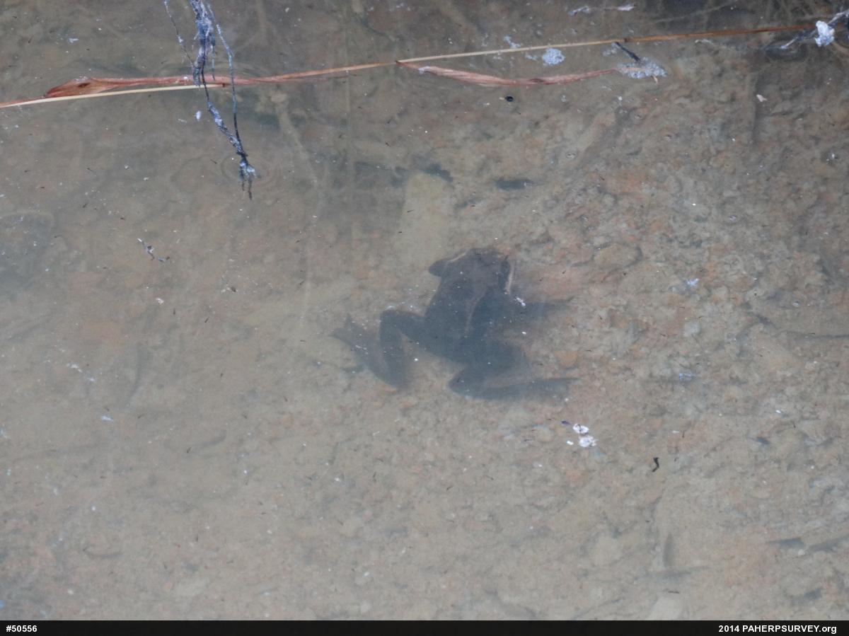 Wood Frog