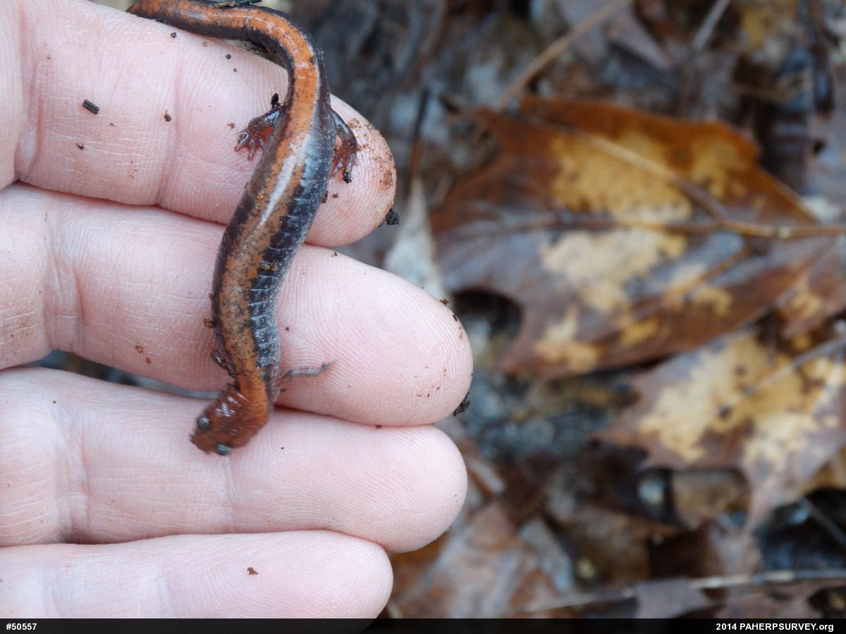 Eastern Red-backed  Salamander