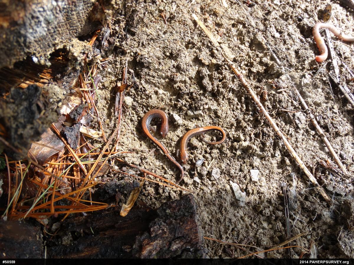 Eastern Red-backed  Salamander