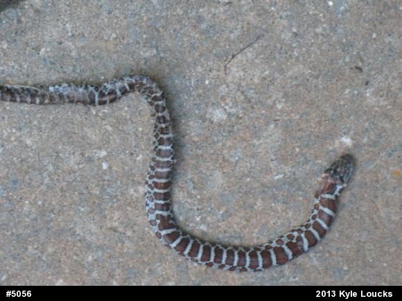 Eastern Milksnake