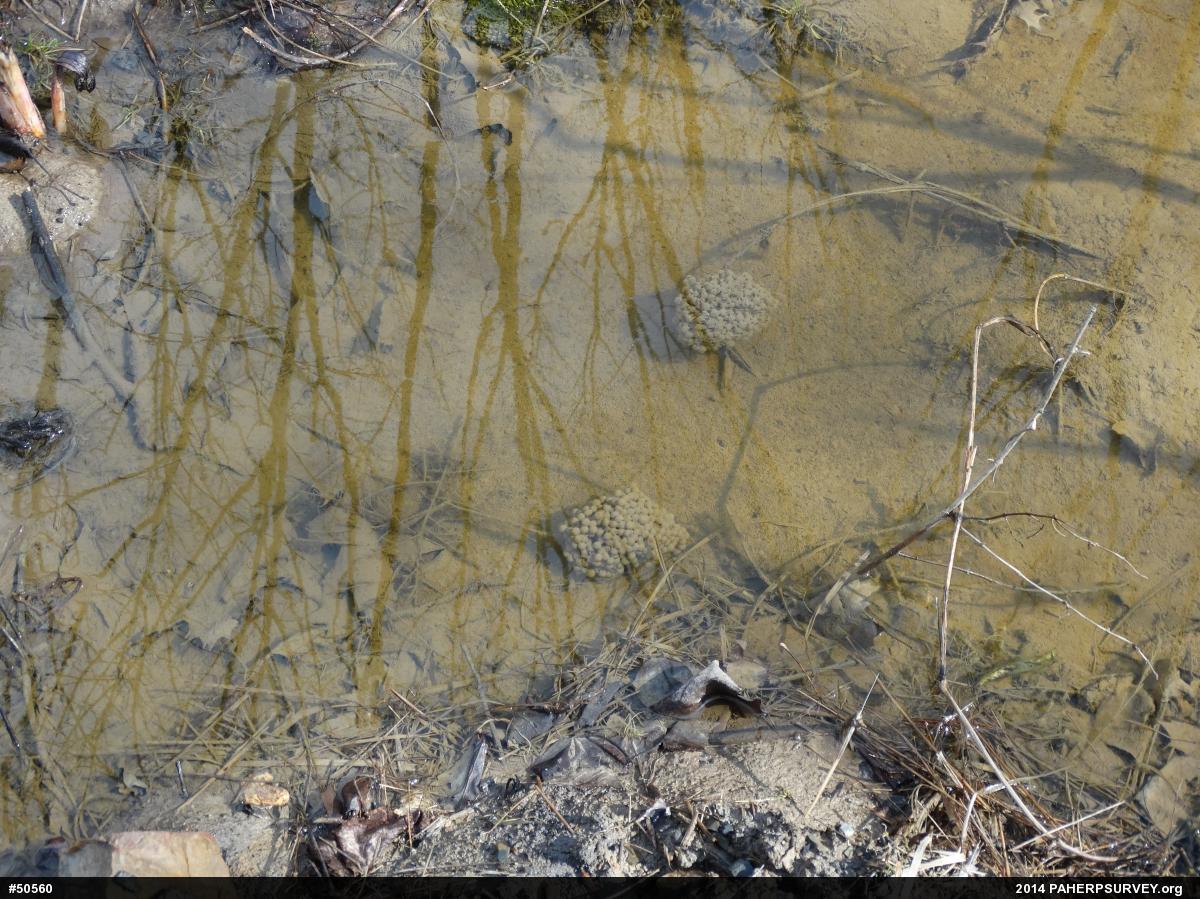 Wood Frog