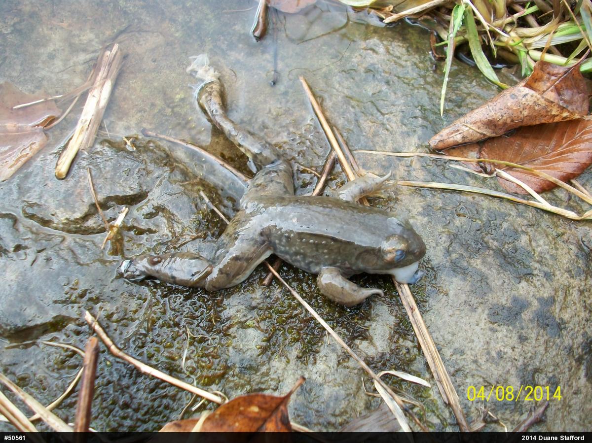 Green Frog