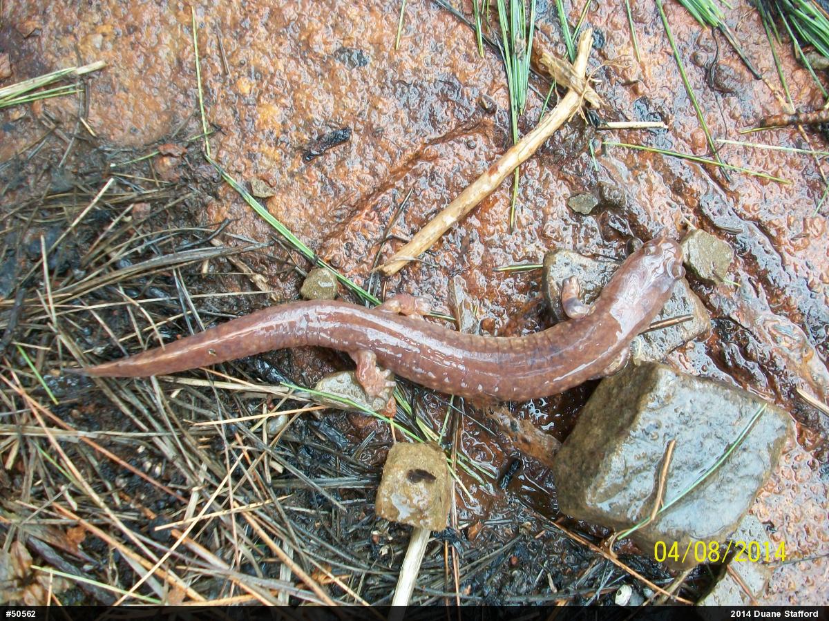 Northern Spring Salamander