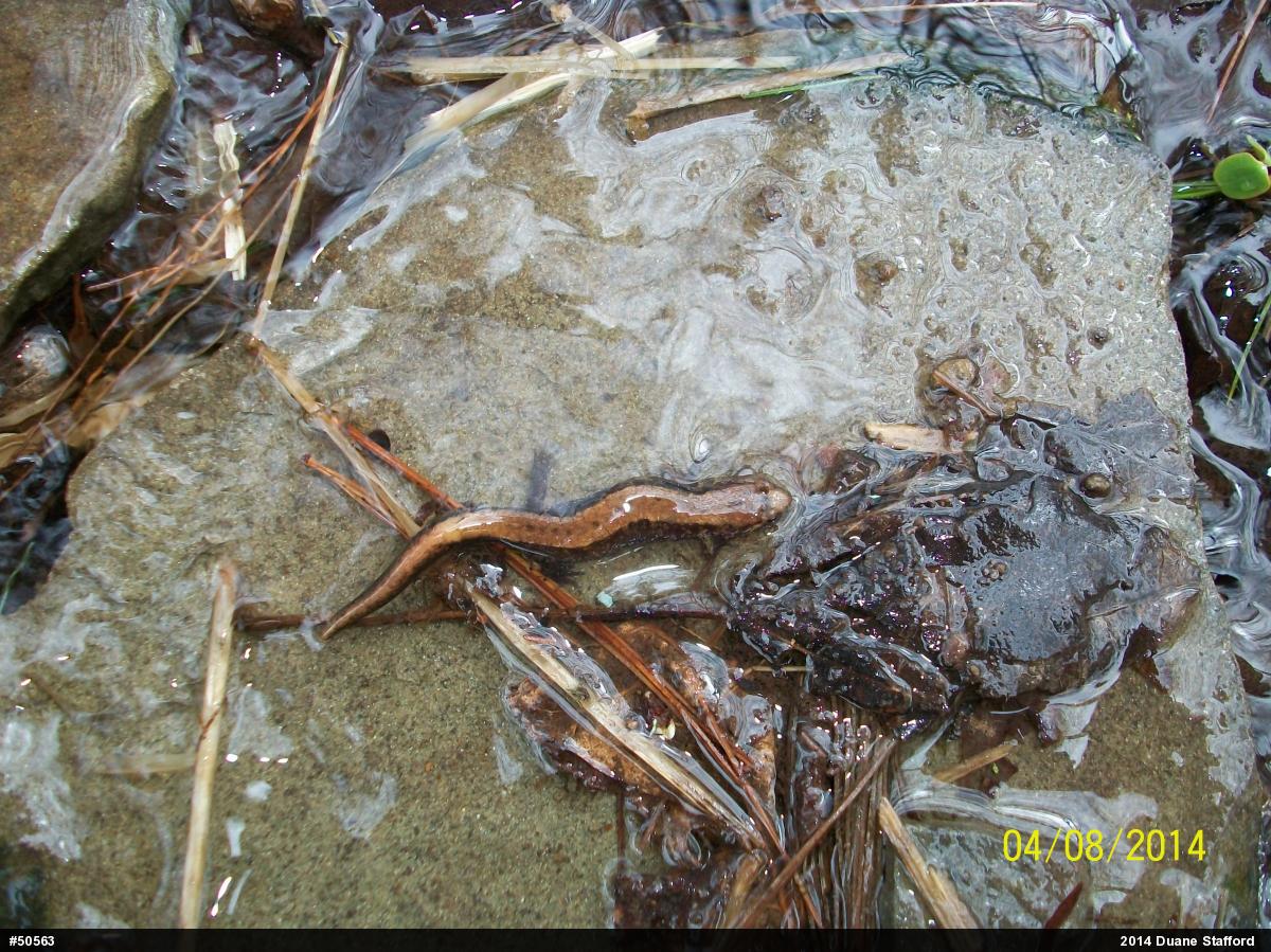 Allegheny Mountain Dusky Salamander