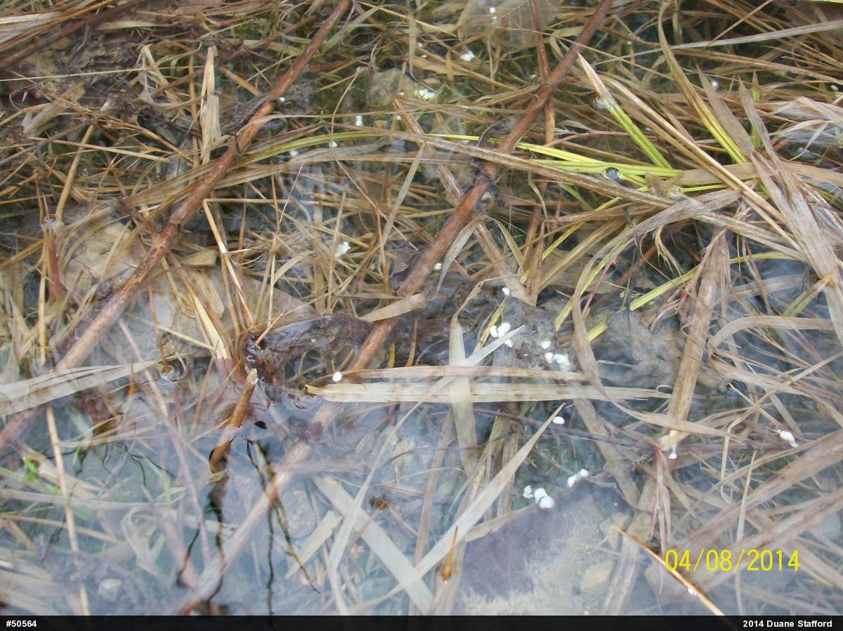 Spotted Salamander