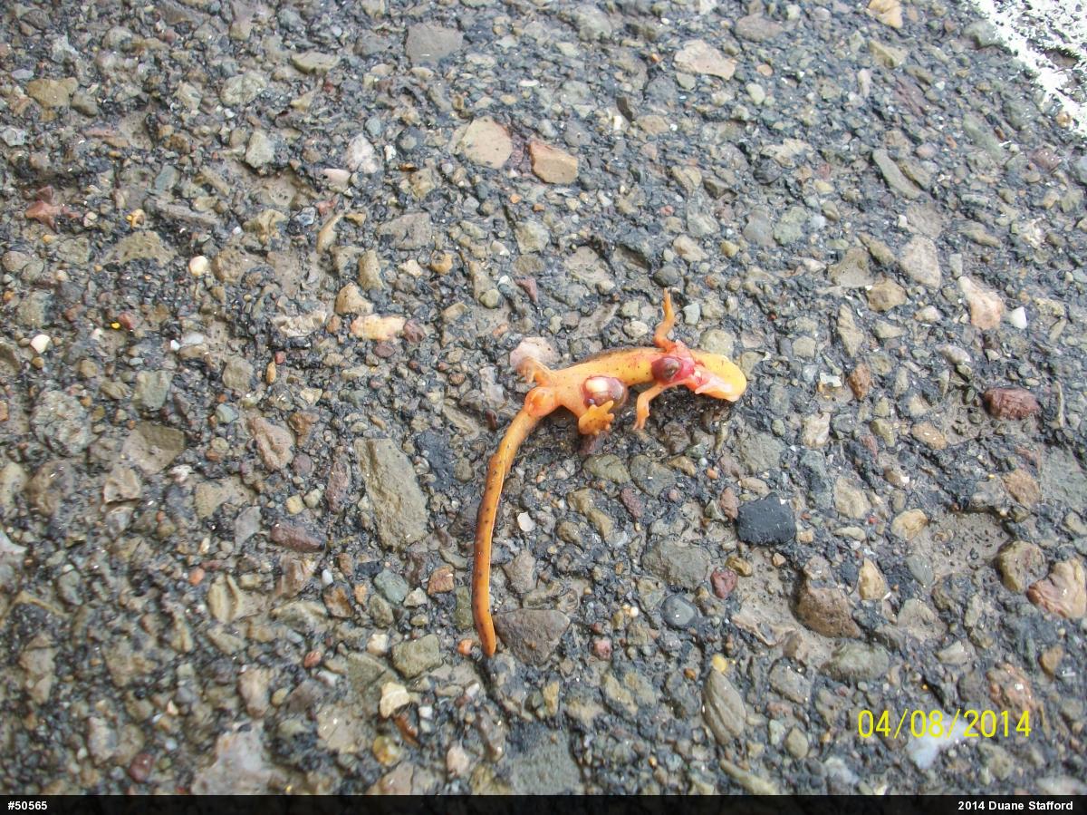 Red-spotted Newt