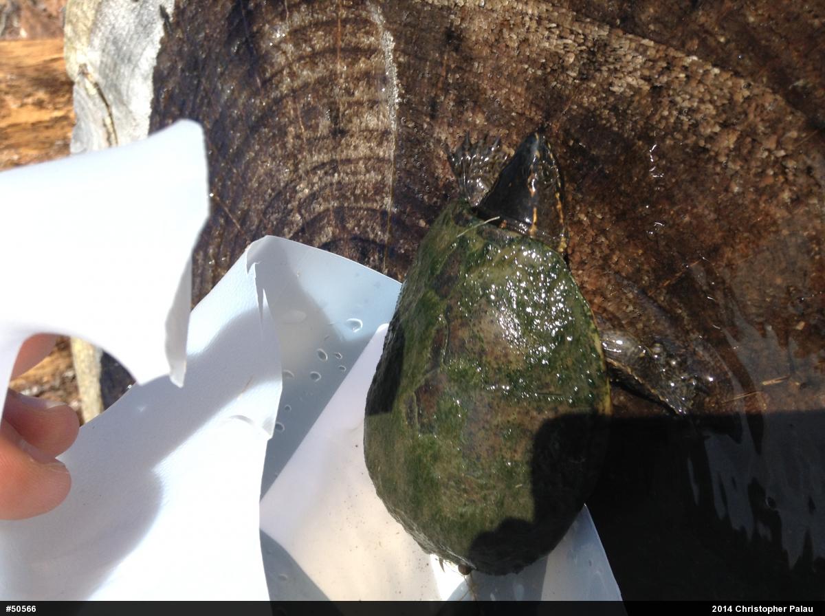 Eastern Musk Turtle