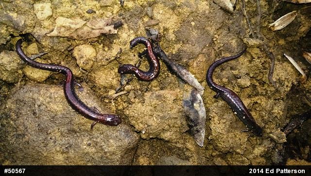 Eastern Red-backed  Salamander
