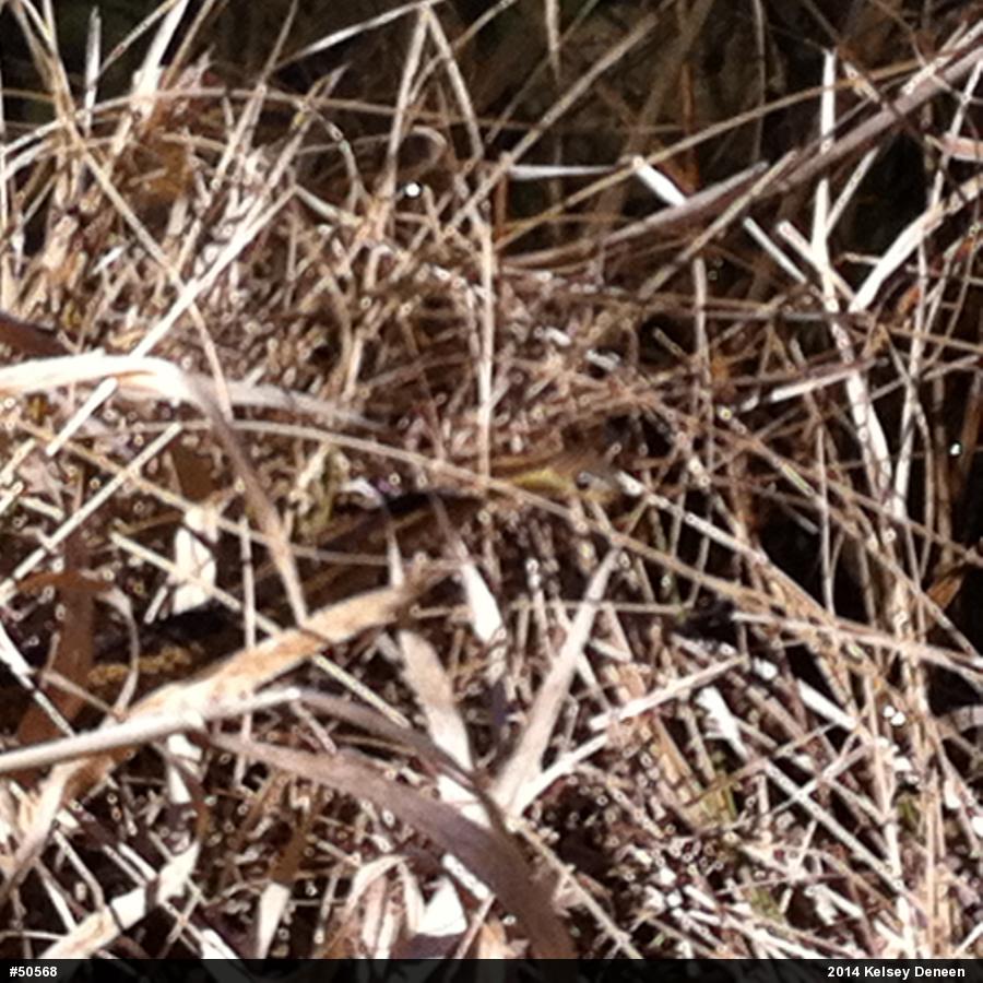 Eastern Gartersnake
