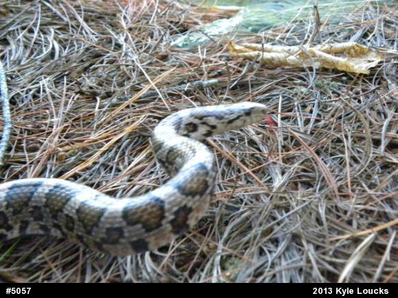 Eastern Milksnake