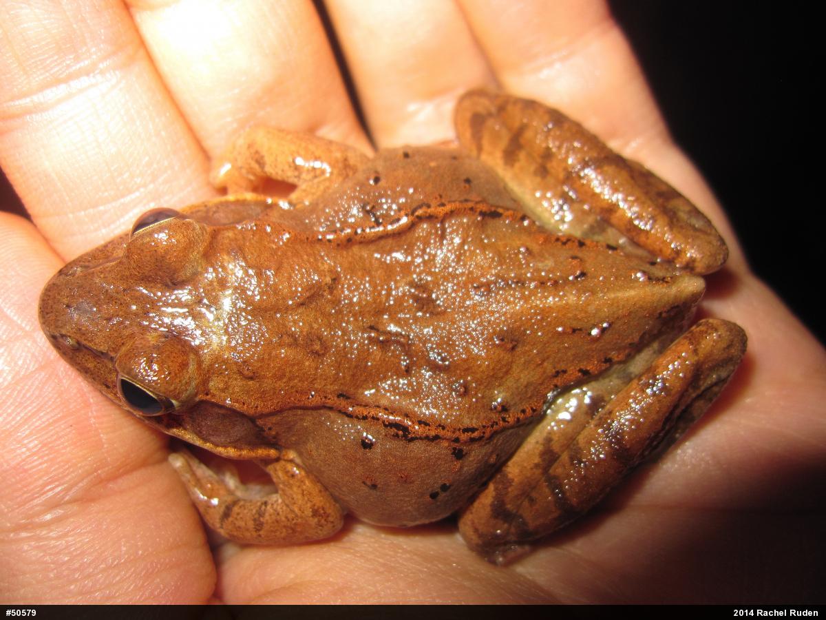 Wood Frog