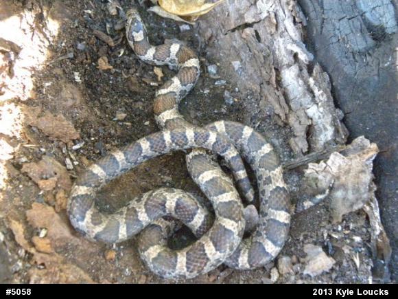 Eastern Milksnake