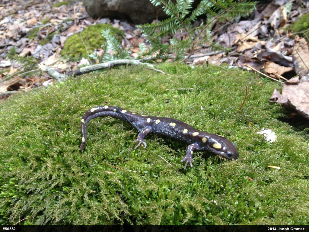 Spotted Salamander