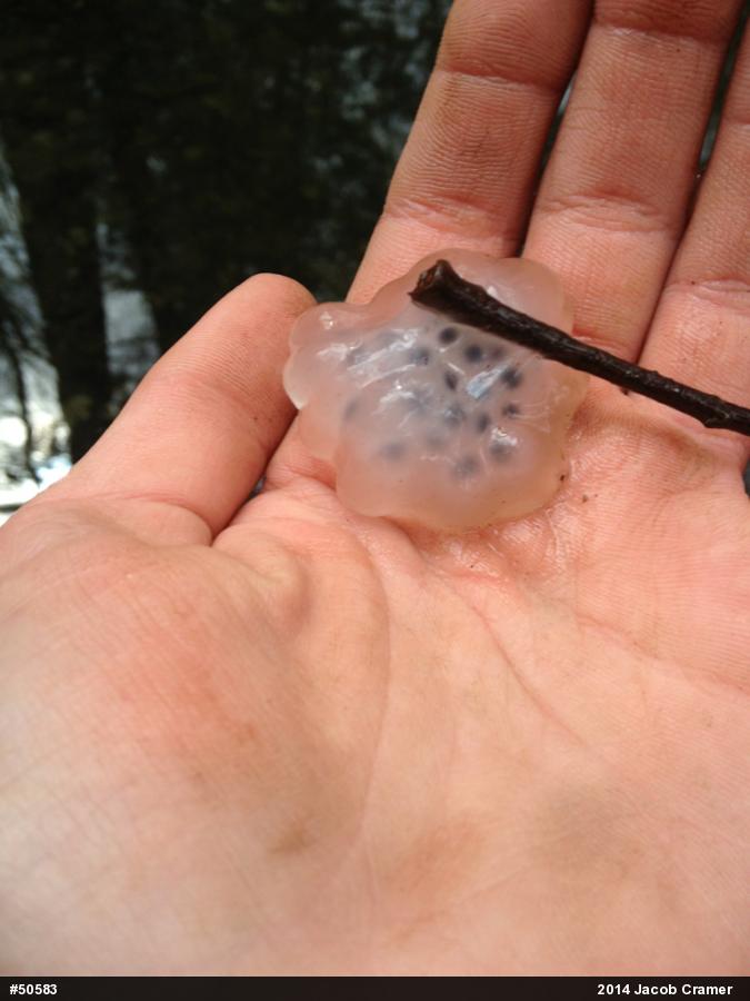 Spotted Salamander