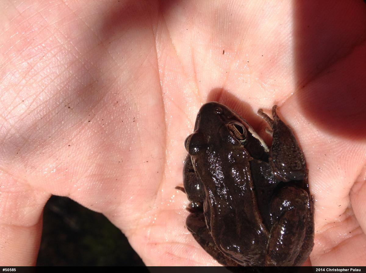 Wood Frog