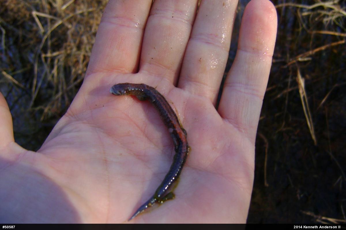 Eastern Red-backed  Salamander