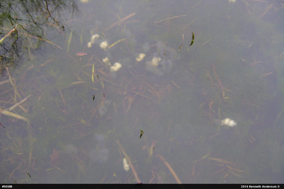 Spotted Salamander