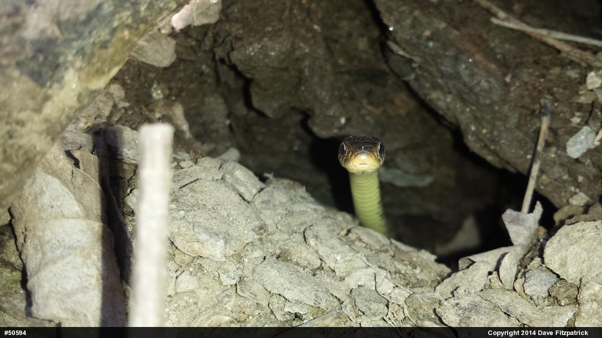 Eastern Gartersnake
