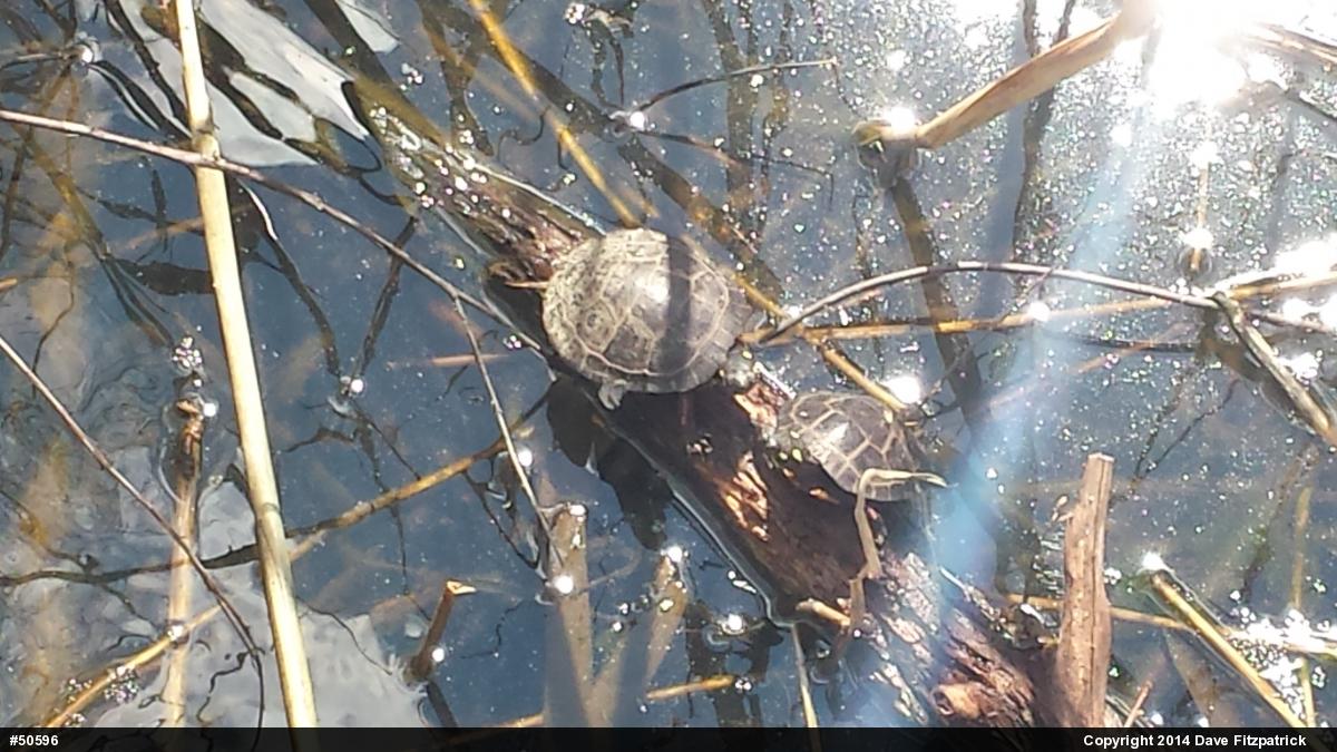 Eastern Painted Turtle
