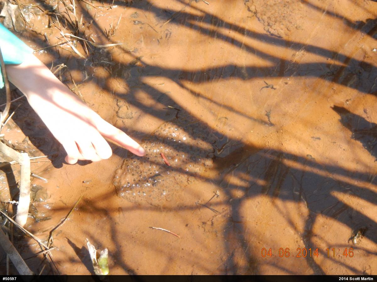 Wood Frog