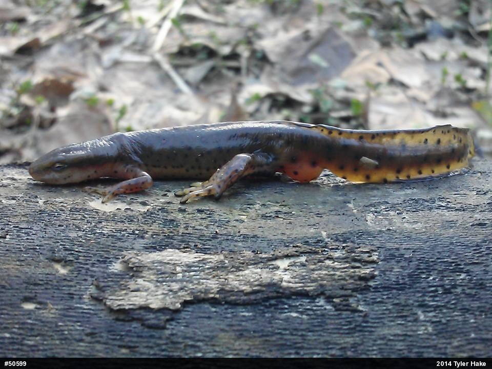 Red-spotted Newt