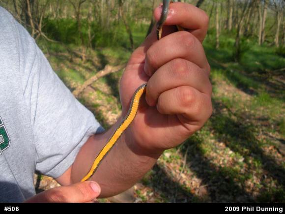 Northern Ring-necked Snake