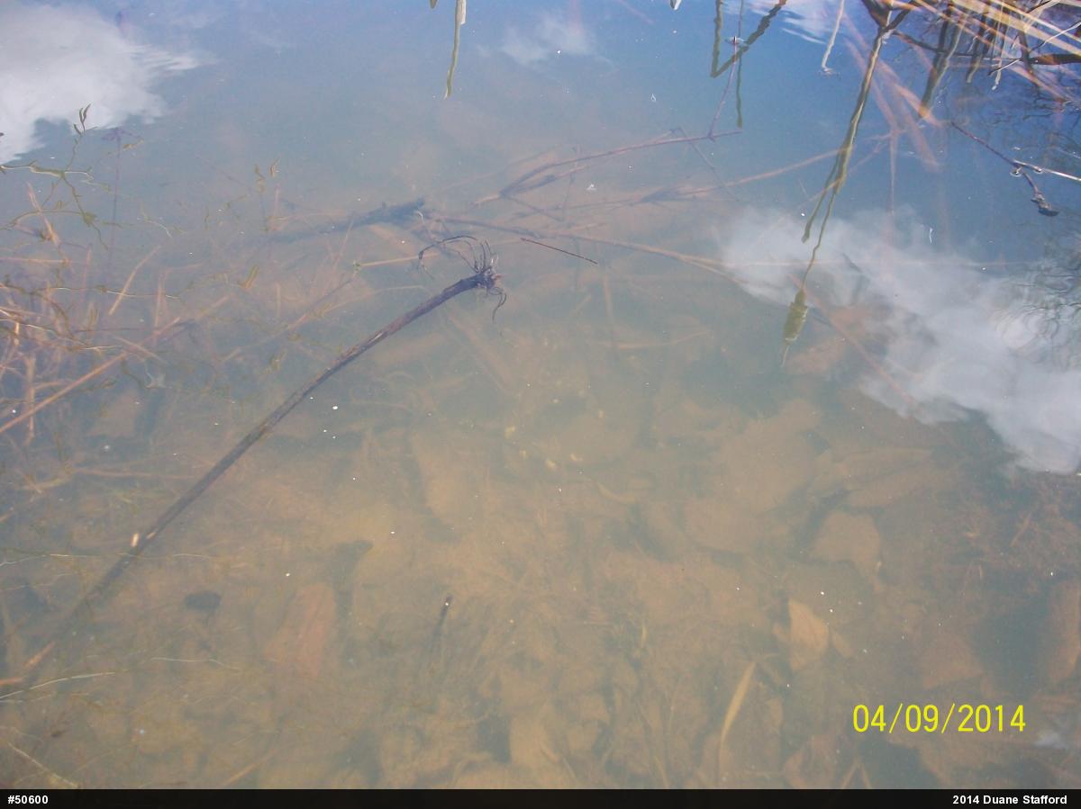 Mole Salamanders
