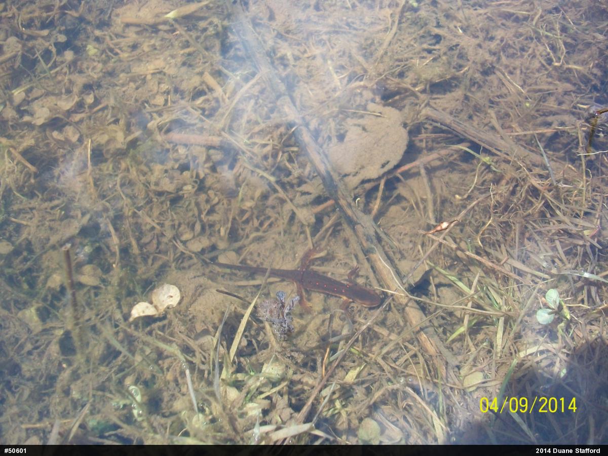 Red-spotted Newt
