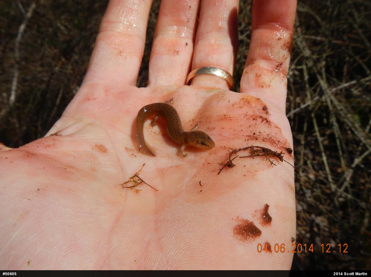 Northern Red Salamander