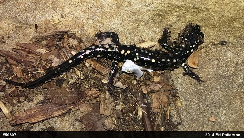Northern Slimy Salamander