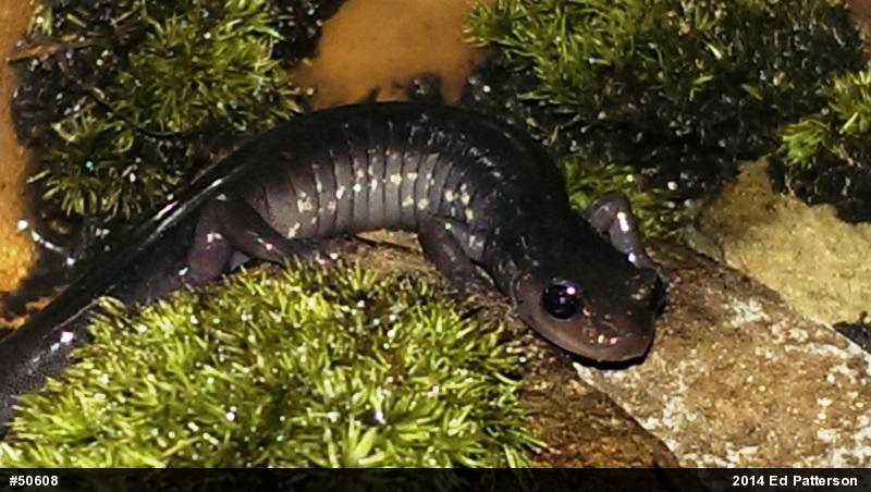 Wehrle's Salamander